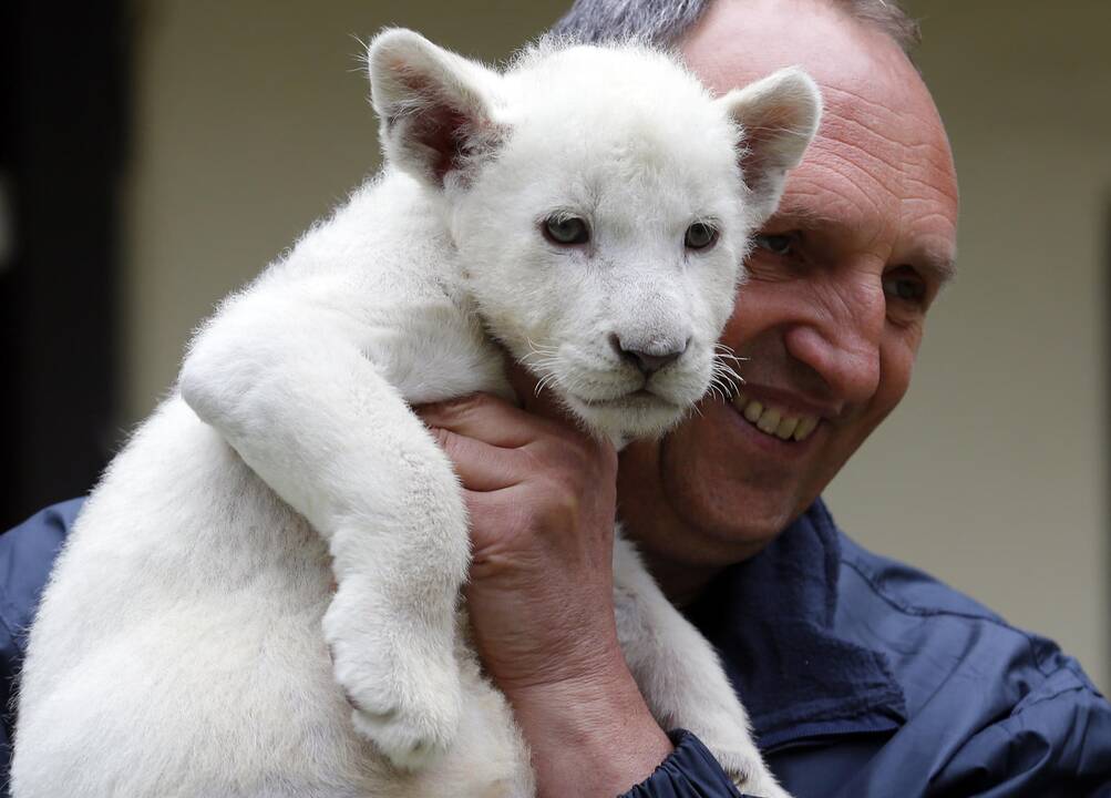 Baltieji liūtukai Budapešto zoologijos sode