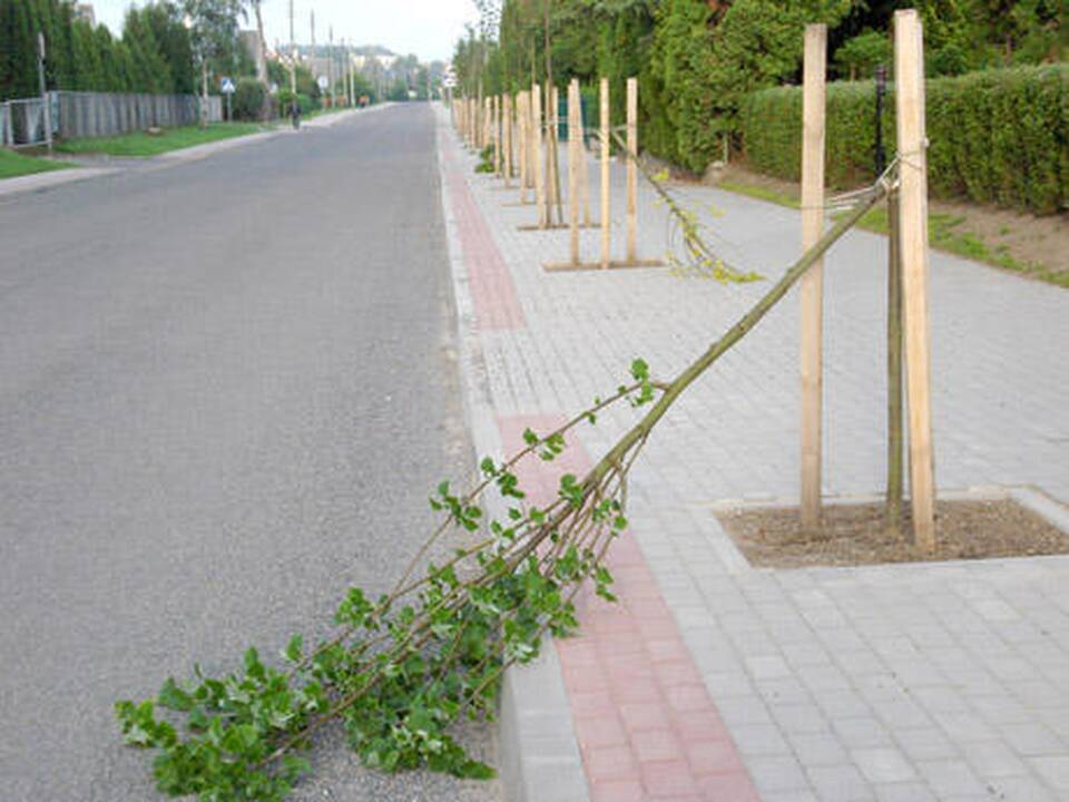 Už vaikų suniokotas liepaites bus nubausti tėvai