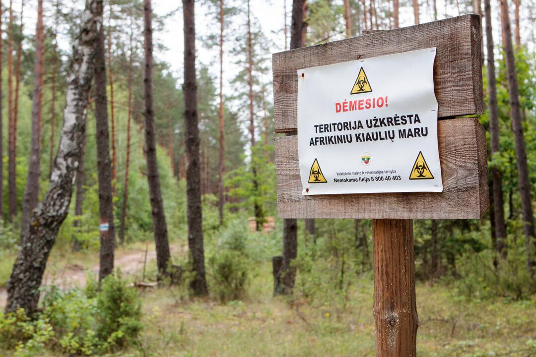 Afrikinio kiaulių maro atvejų laukinėje faunoje mažėja