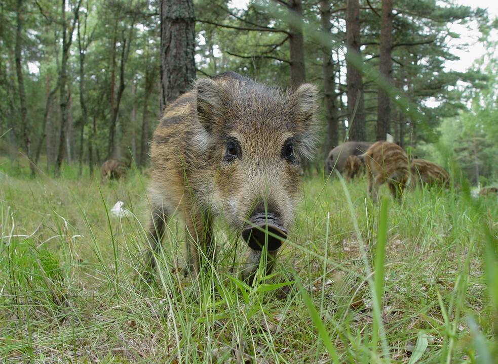 Kiaulių maras – ir Ignalinos, Širvintų rajonuose