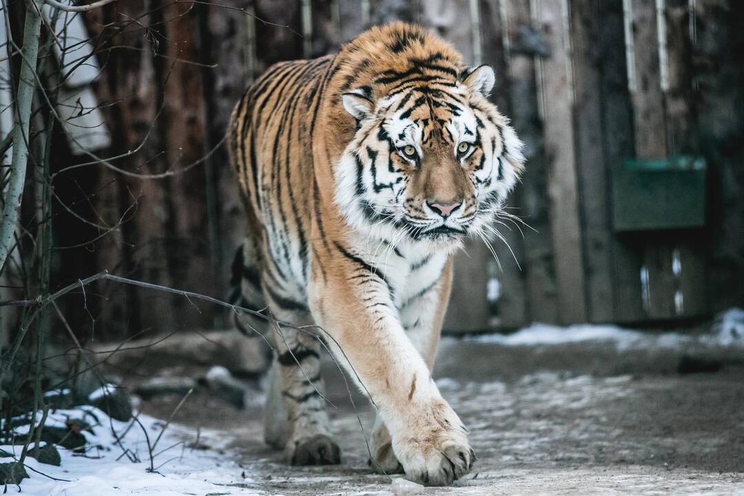 Lietuvos zoologijos sodo laukia didelės permainos