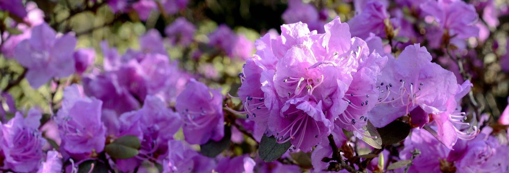 Rododendrai