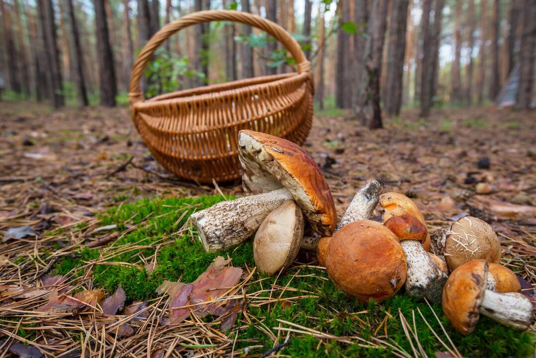Panevėžio rajone grybavusios moters radinys – 200 sprogmenų