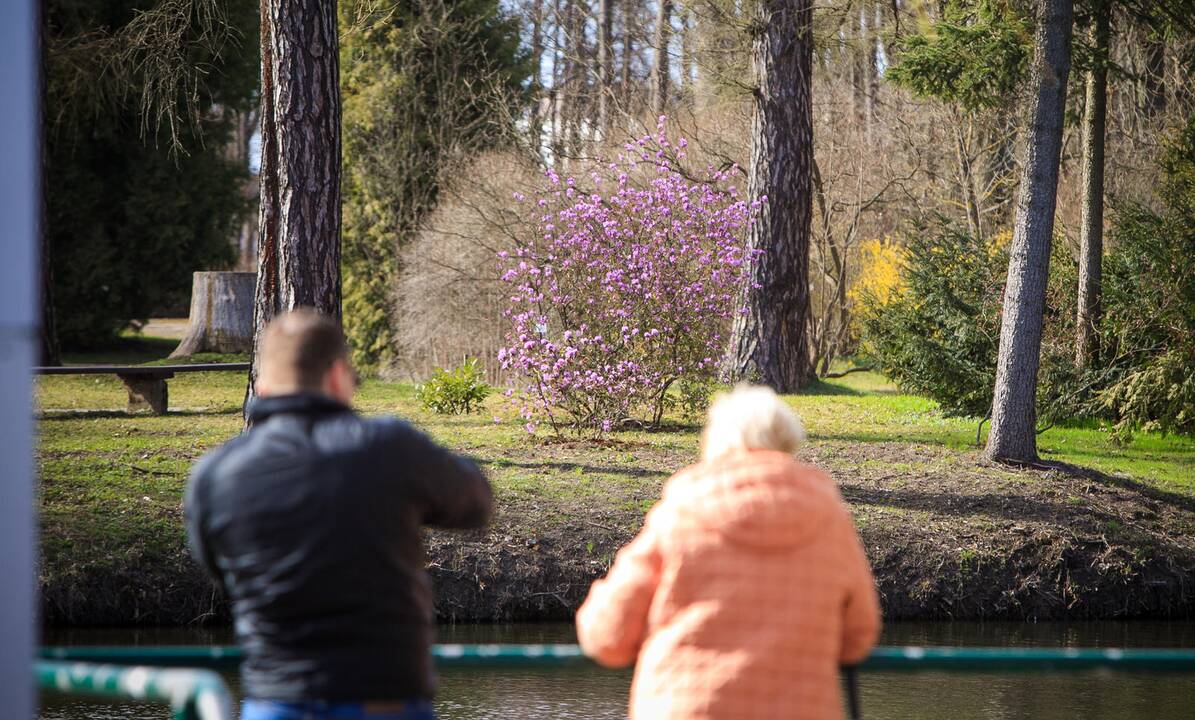 Botanikos sode pražydo rododendrai