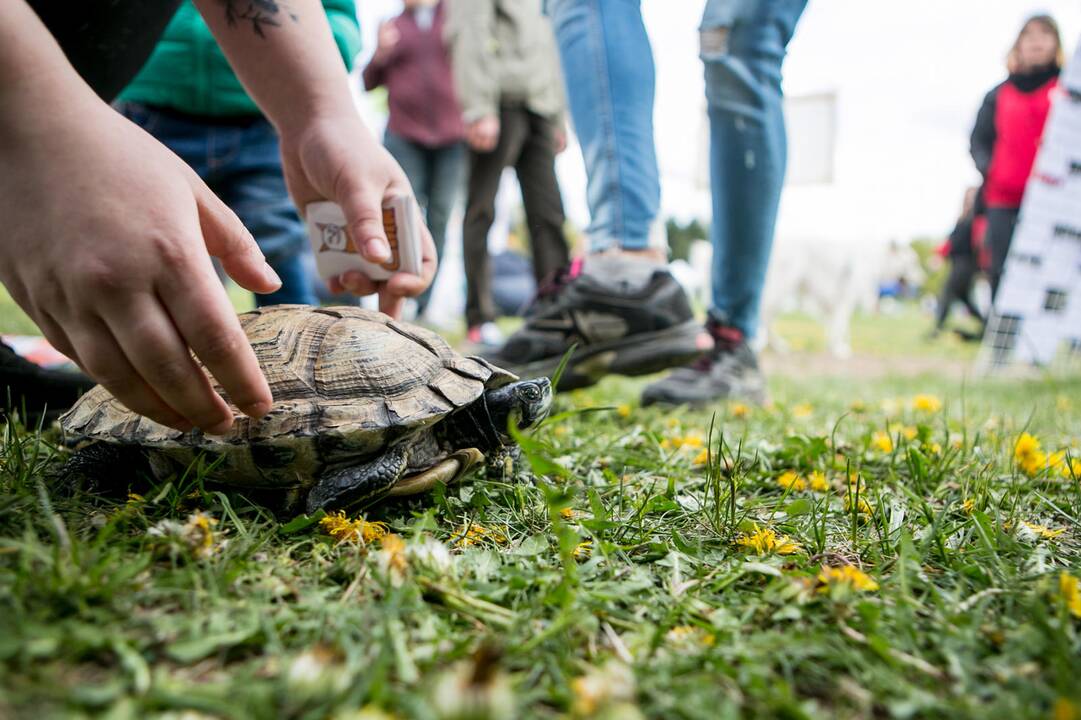 Šeimos savaitgalis su augintiniais 2019