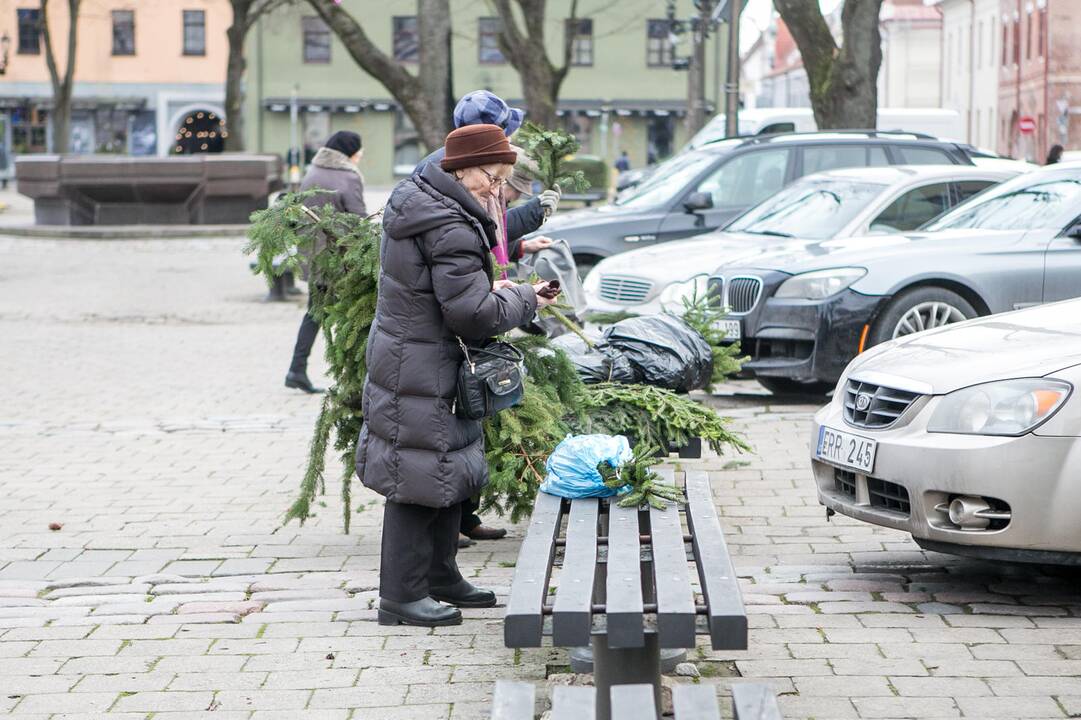 Eglių šakų dalijimo akcija Kaune