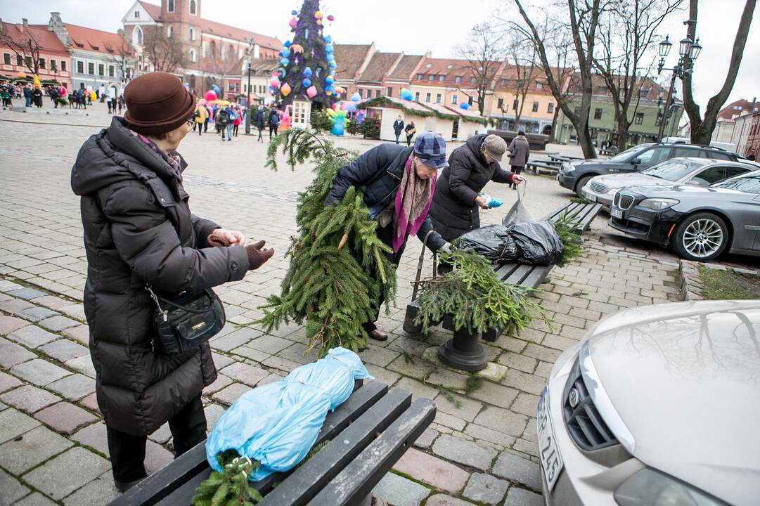 Eglių šakų dalijimo akcija Kaune