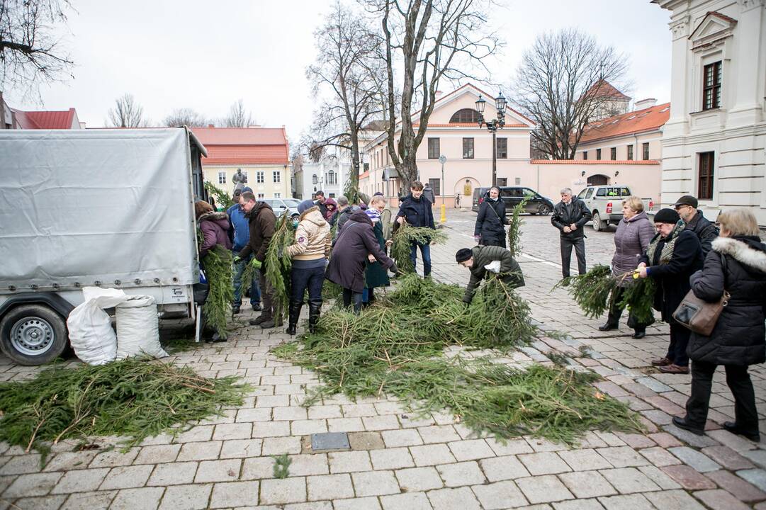 Eglių šakų dalijimo akcija Kaune