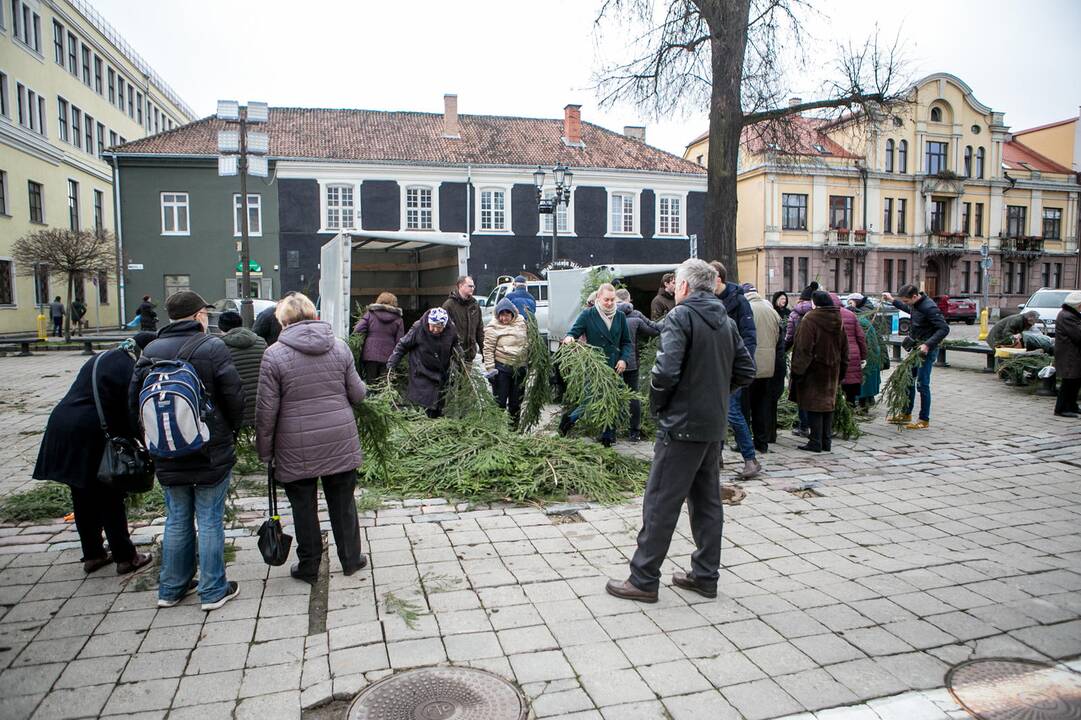 Eglių šakų dalijimo akcija Kaune
