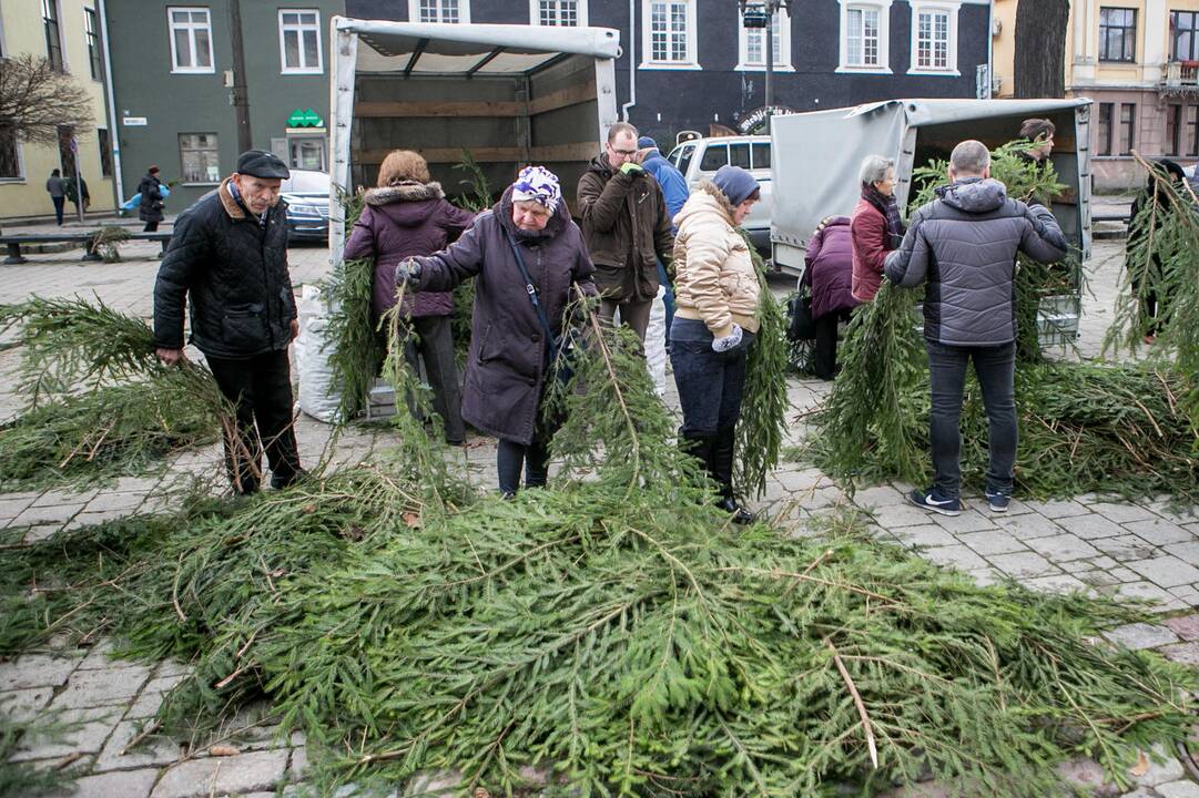Eglių šakų dalijimo akcija Kaune