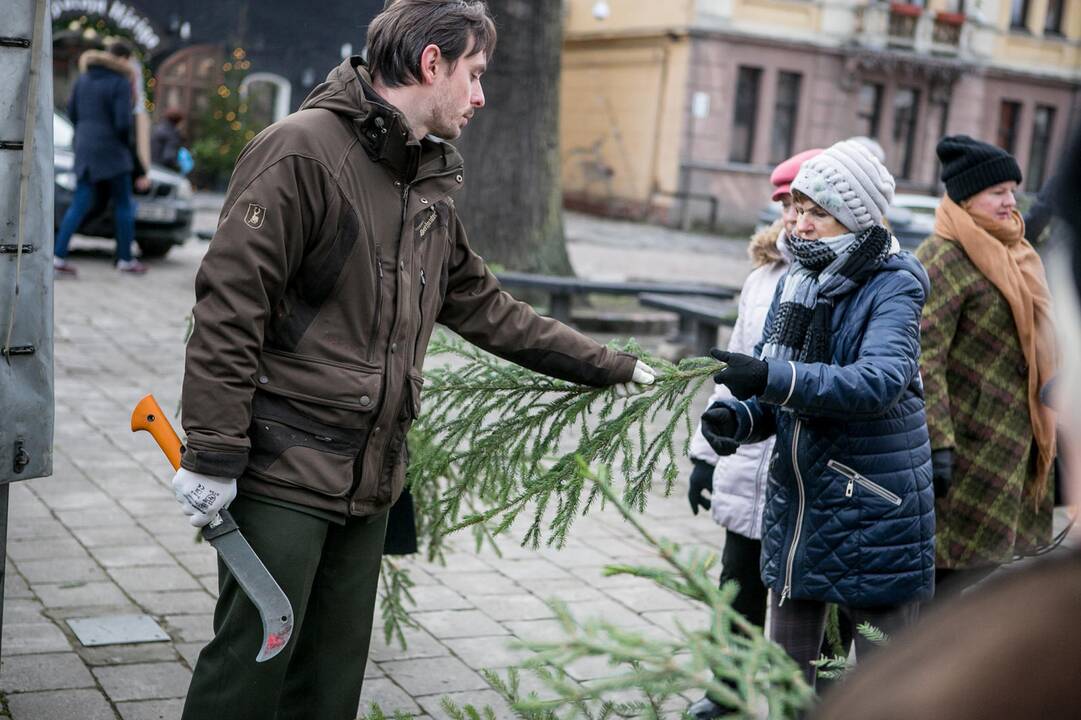 Eglių šakų dalijimo akcija Kaune