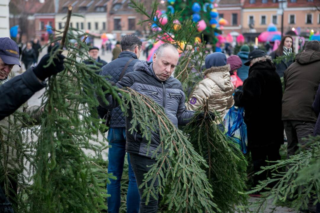 Eglių šakų dalijimo akcija Kaune