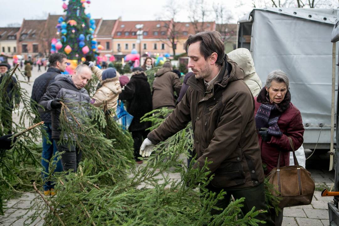 Eglių šakų dalijimo akcija Kaune