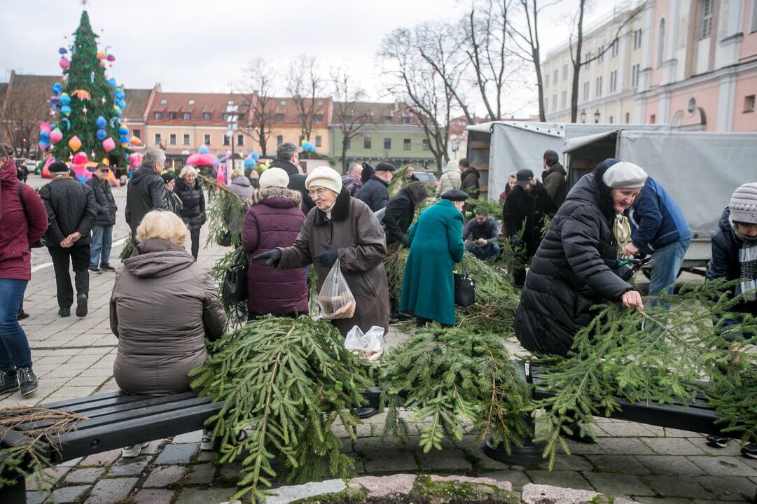 Eglių šakų dalijimo akcija Kaune