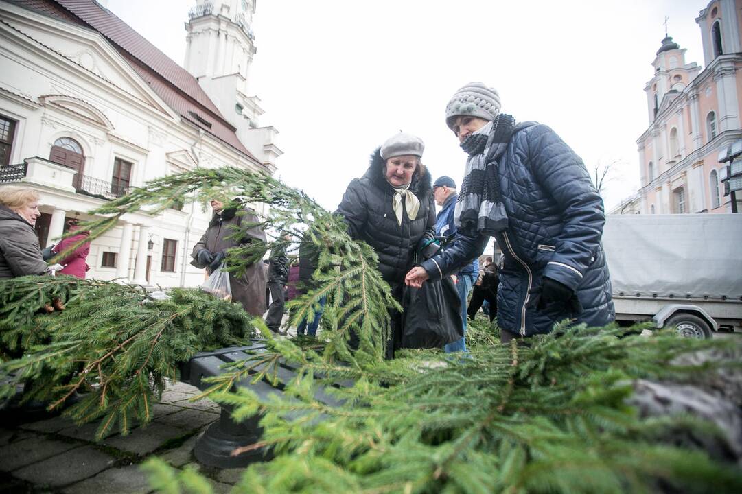 Eglių šakų dalijimo akcija Kaune