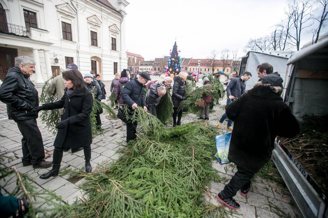 Eglių šakų dalijimo akcija Kaune