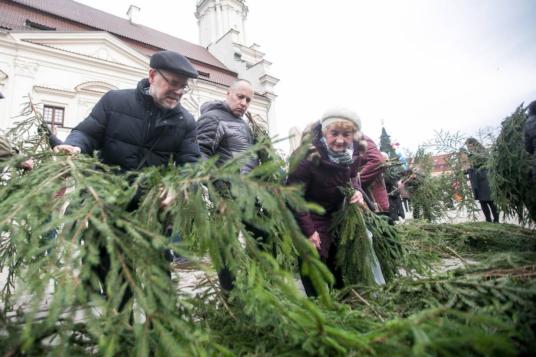 Eglių šakų dalijimo akcija Kaune