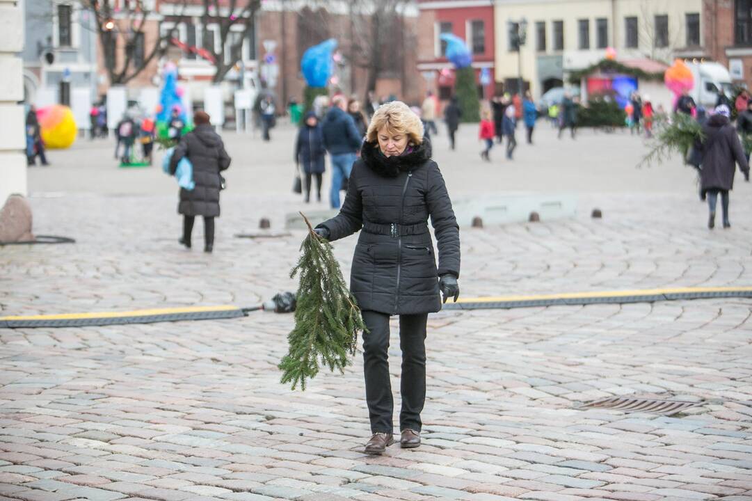 Eglių šakų dalijimo akcija Kaune
