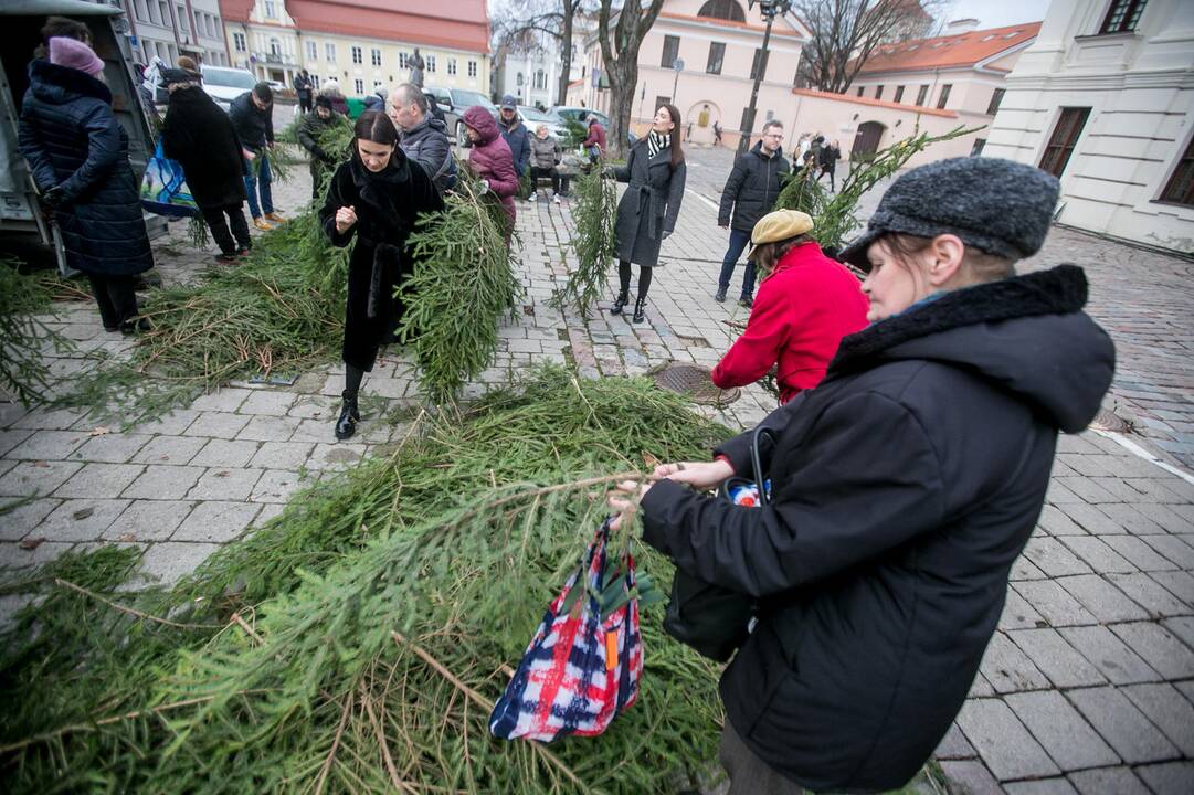Eglių šakų dalijimo akcija Kaune