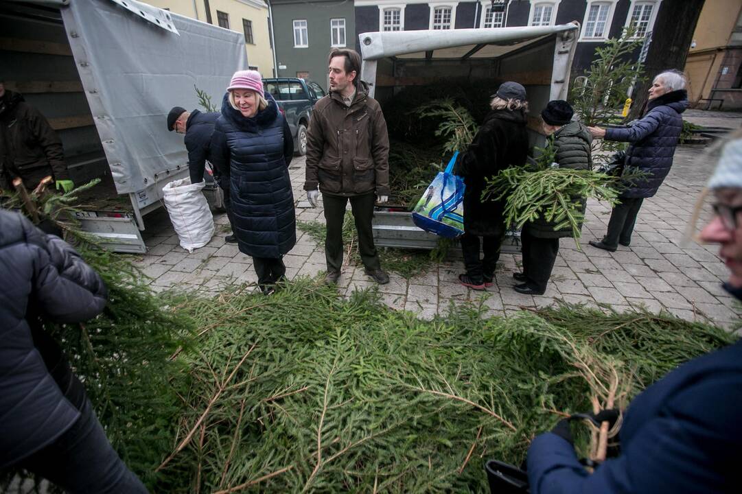 Eglių šakų dalijimo akcija Kaune
