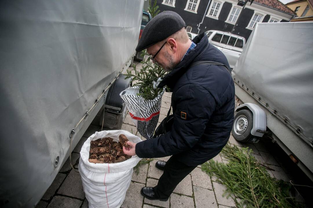 Eglių šakų dalijimo akcija Kaune