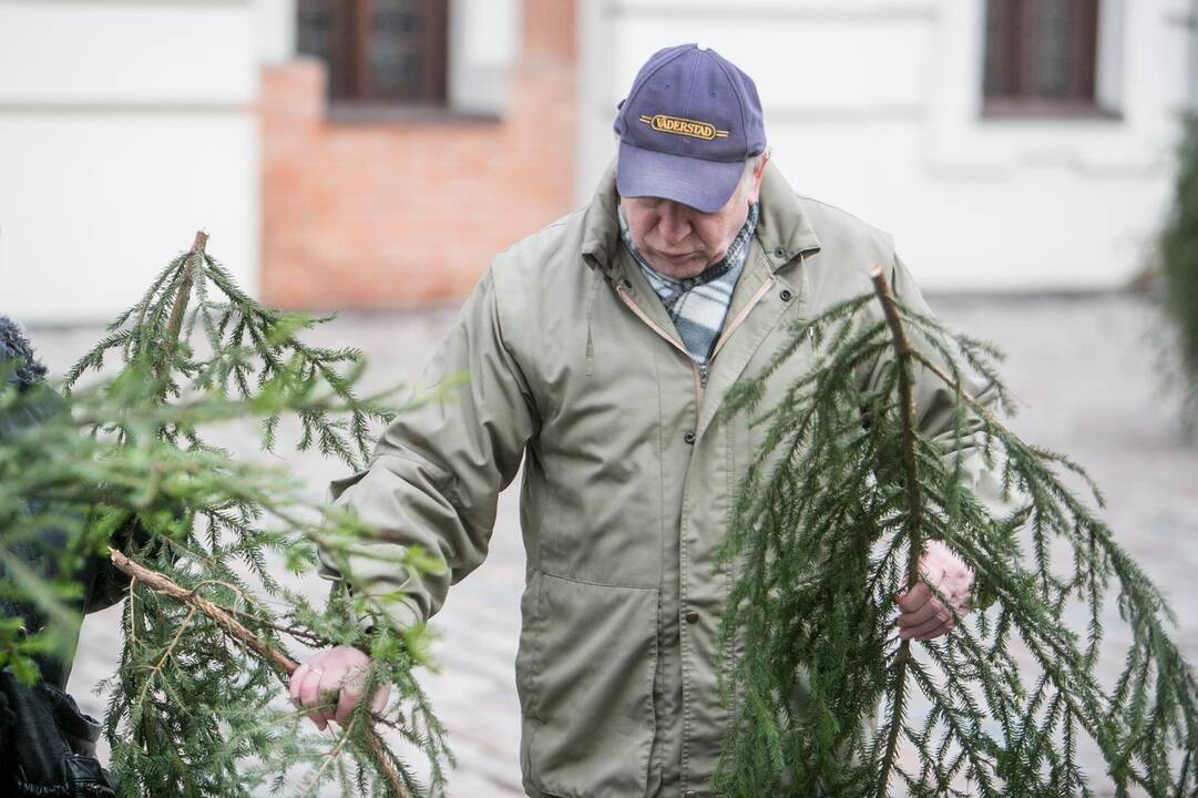 Eglių šakų dalijimo akcija Kaune