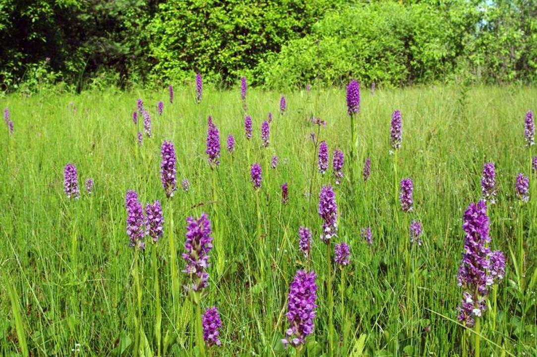 Kviečia gelbėti lietuviškas orchidėjas