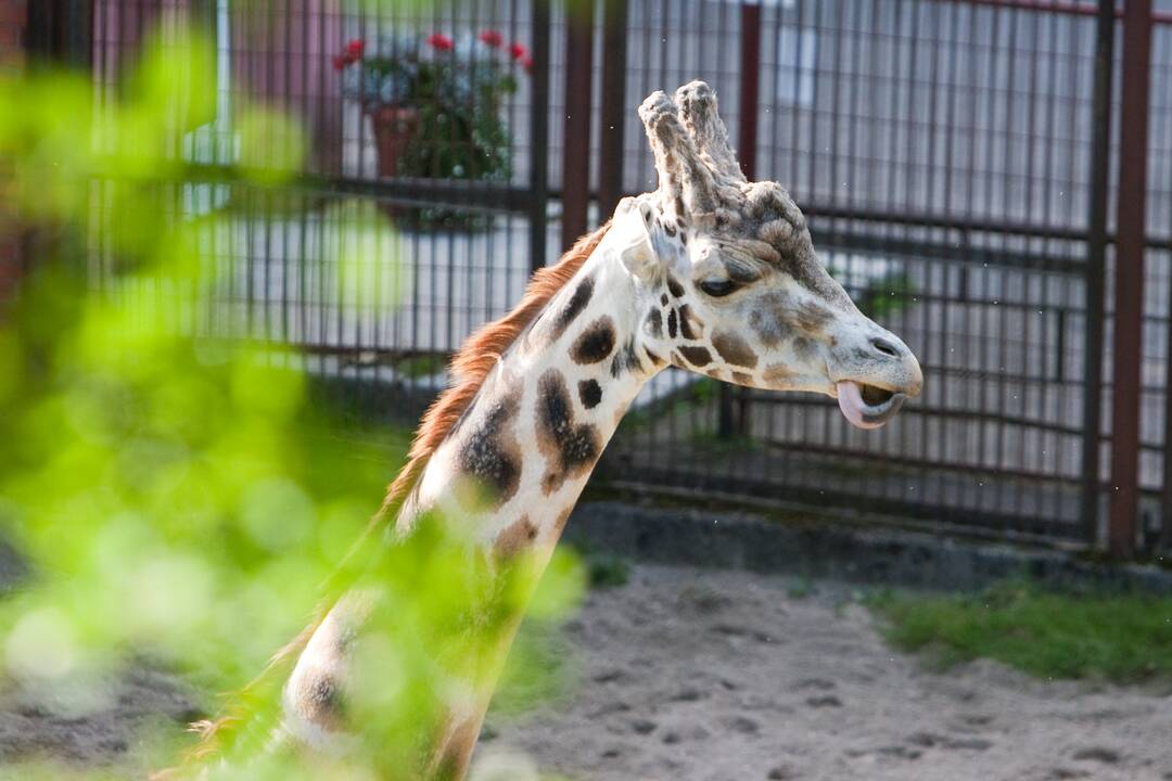 Kokios širdys plaka Zoologijos sode?