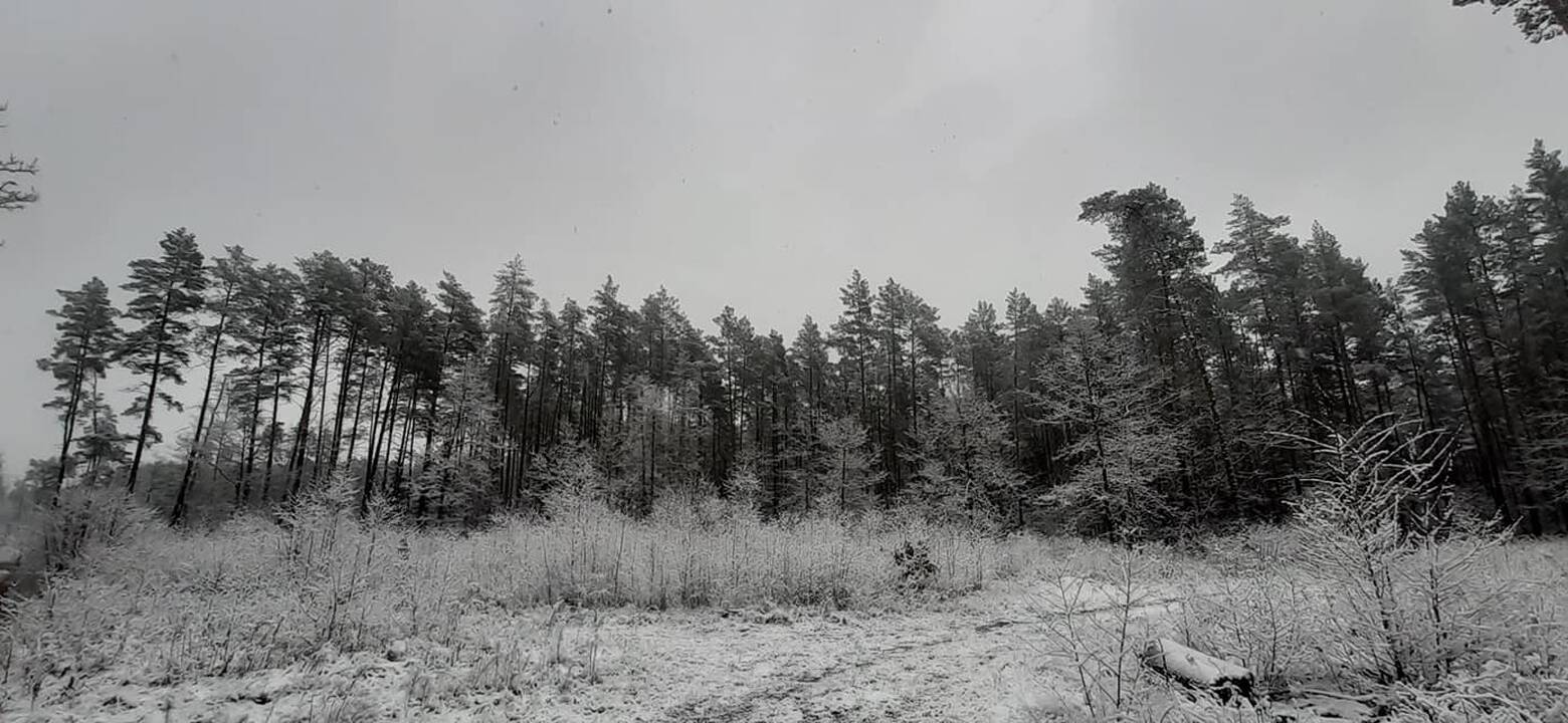 Pirmojo sniego vaizdai Lietuvoje