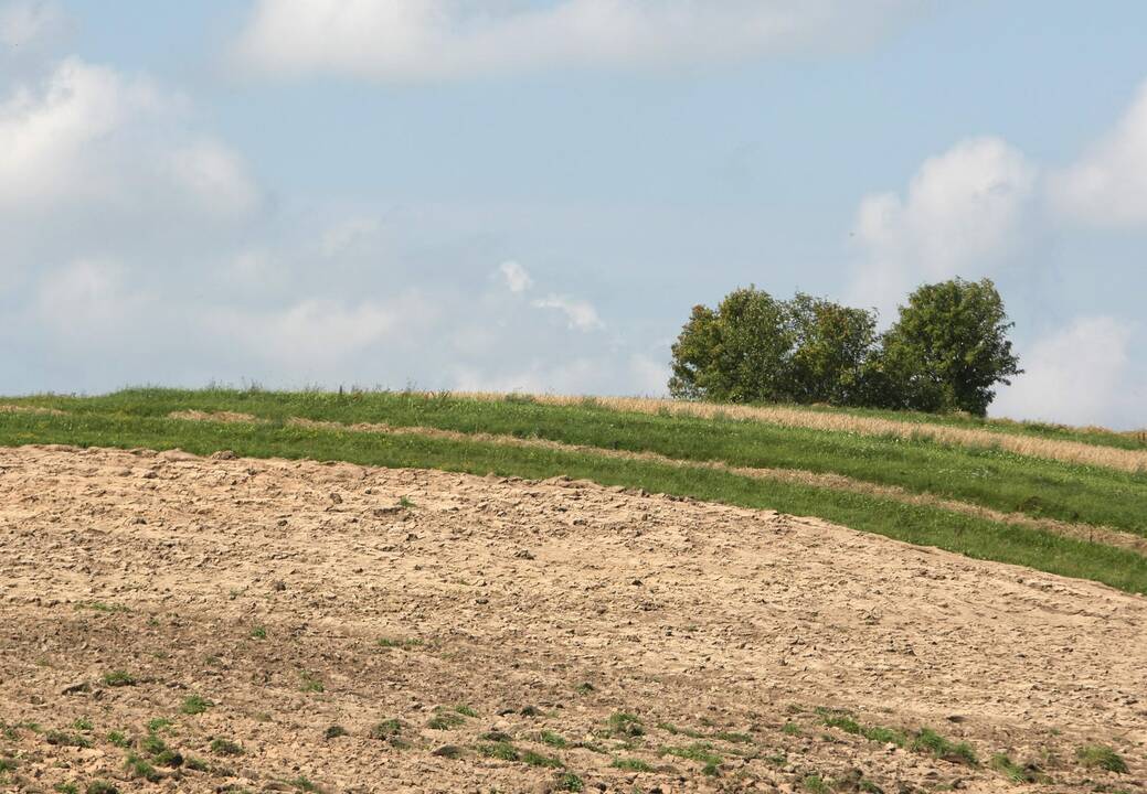 Žemdirbiai: situacija dėl sausų orų yra sudėtinga