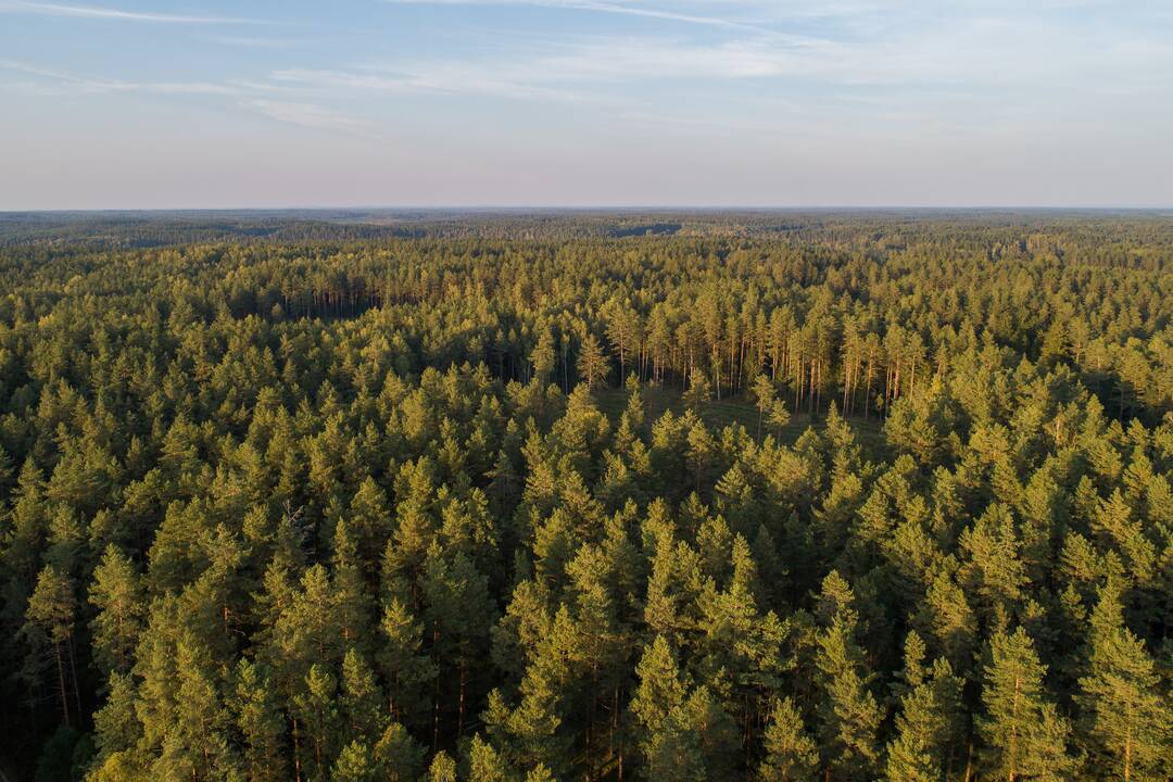 Visoje Lietuvoje vyks Miškininko dienos renginiai