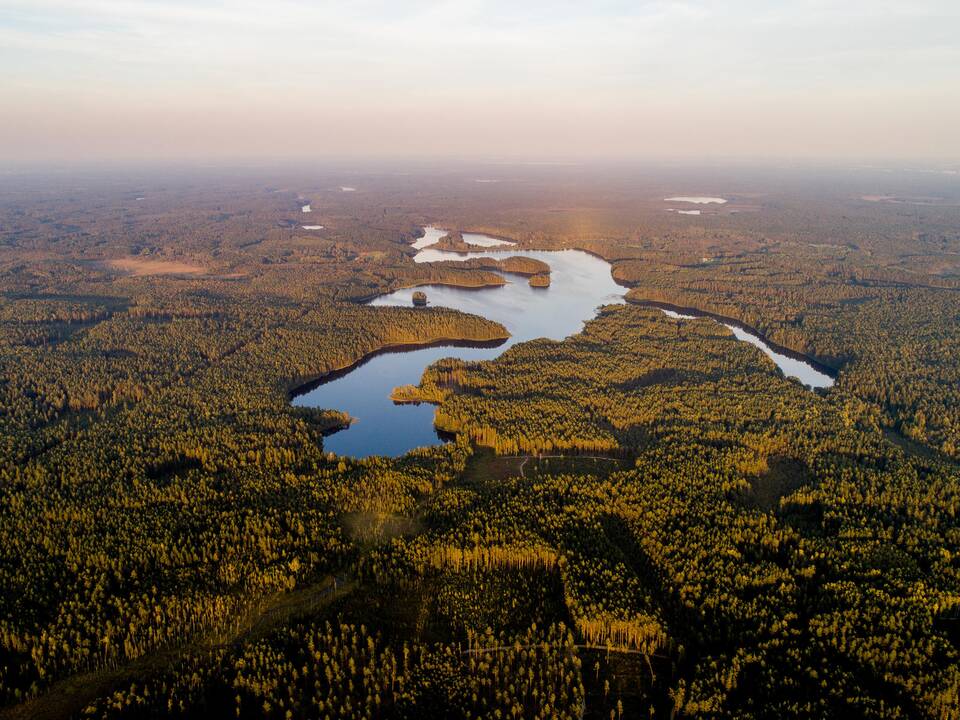G. Nausėda siūlo perpus mažinti plynuosius kirtimus