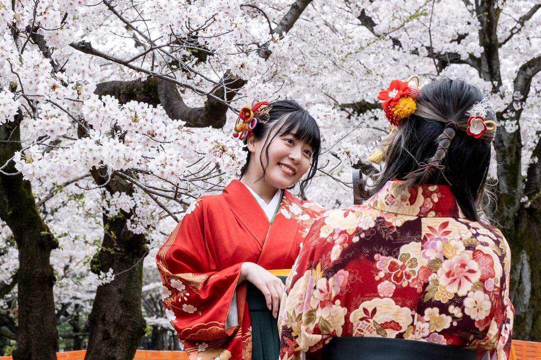 Japonijoje žydi sakuros