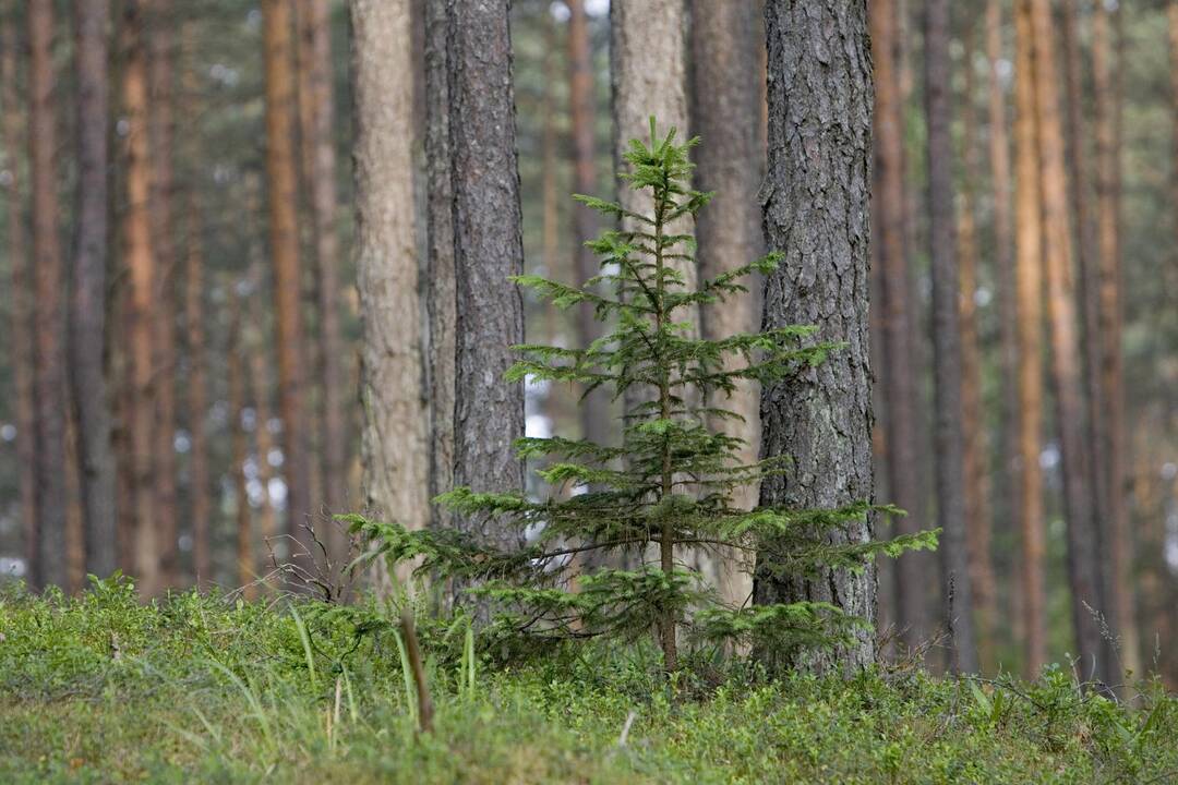 Suskubę pateikti paraiškas gaus padidintas išmokas miškui įveisti