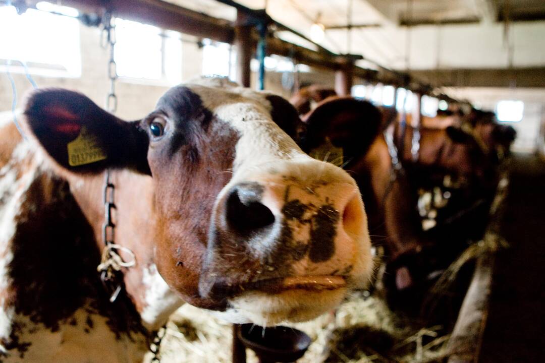 Dėl karščių stabdomas ūkinių gyvūnų pervežimas tolimais atstumais