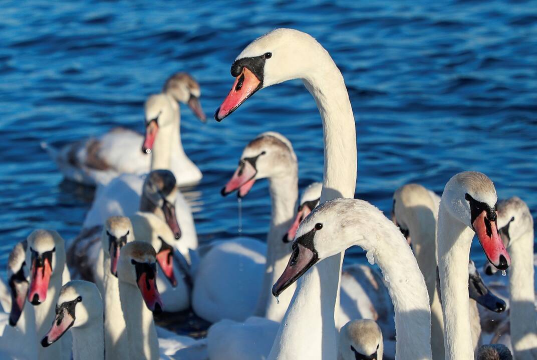 Gaištančios gulbės neramina specialistus