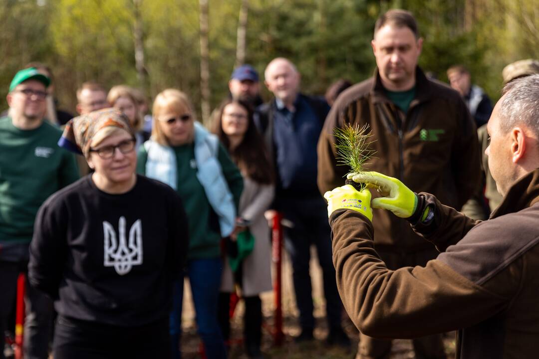 Nacionalinis miškasodis