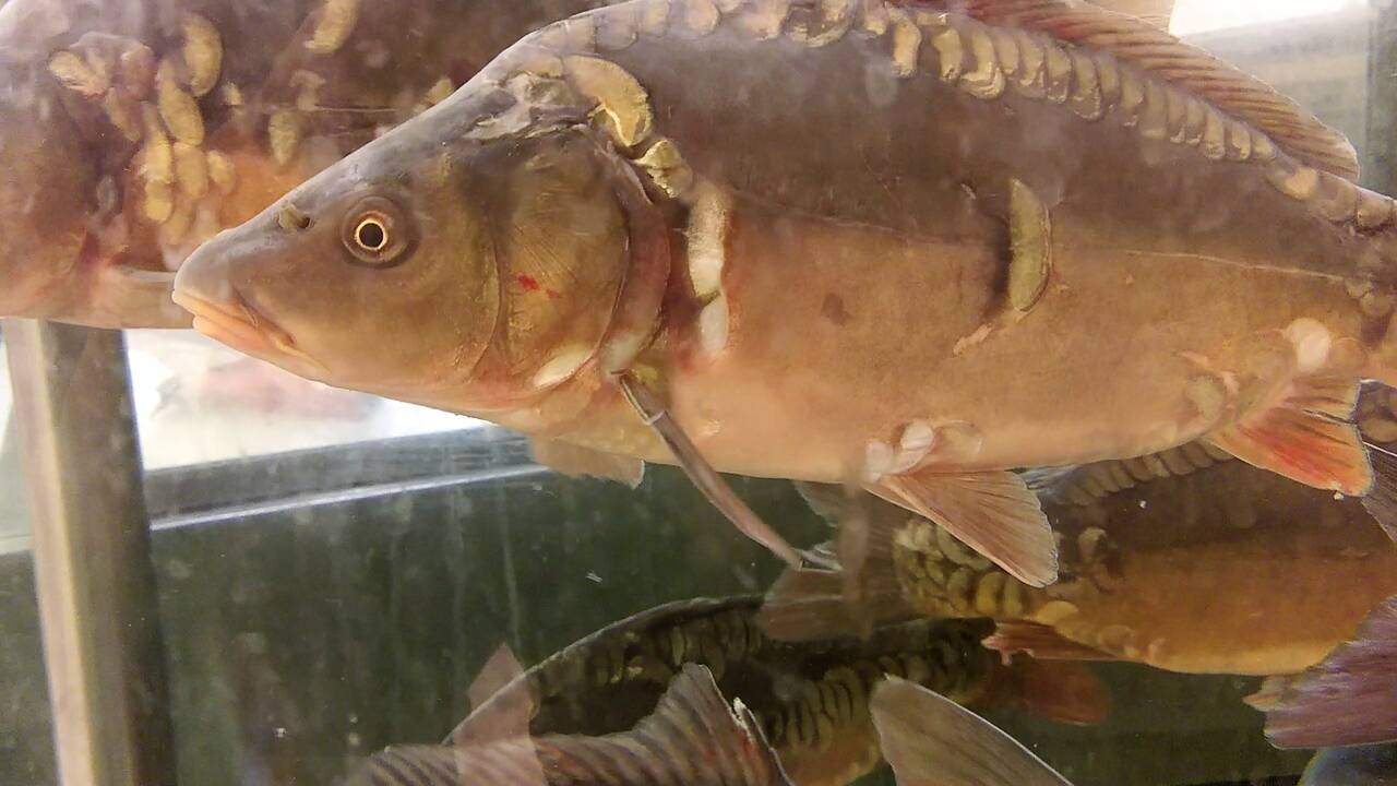 Žuvys kruviname akvariume