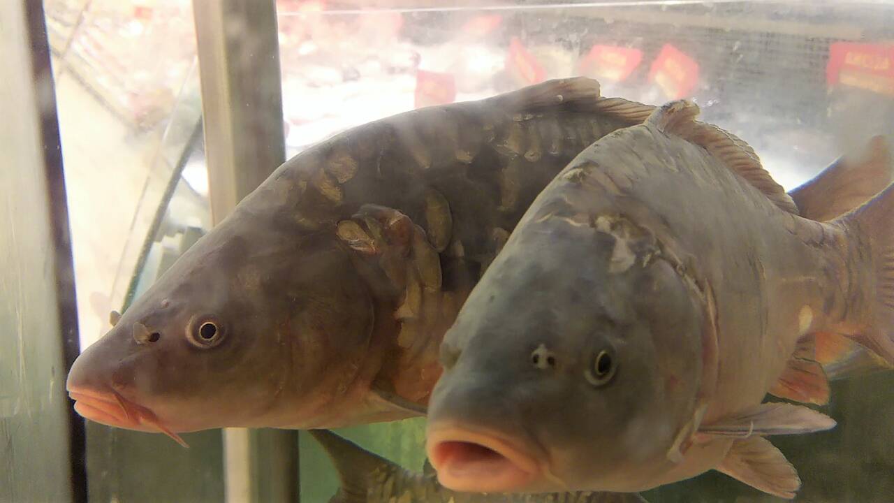 Žuvys kruviname akvariume