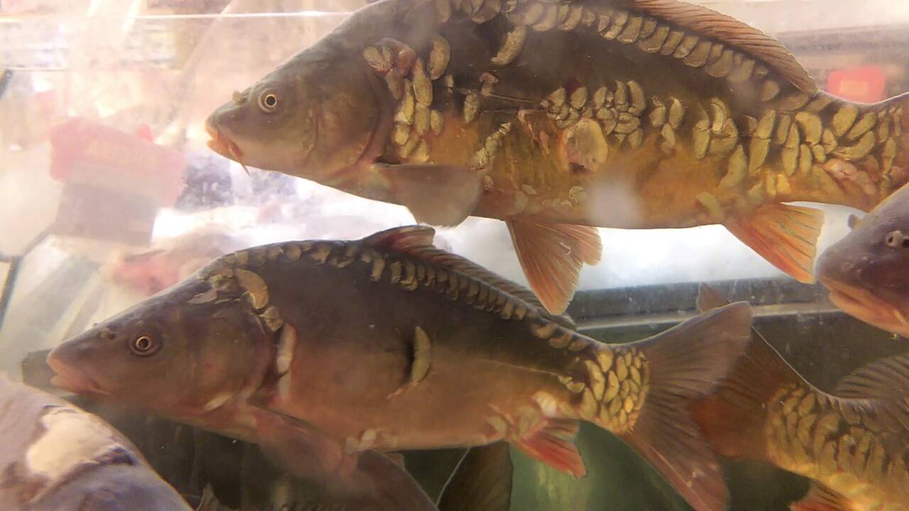 Žuvys kruviname akvariume