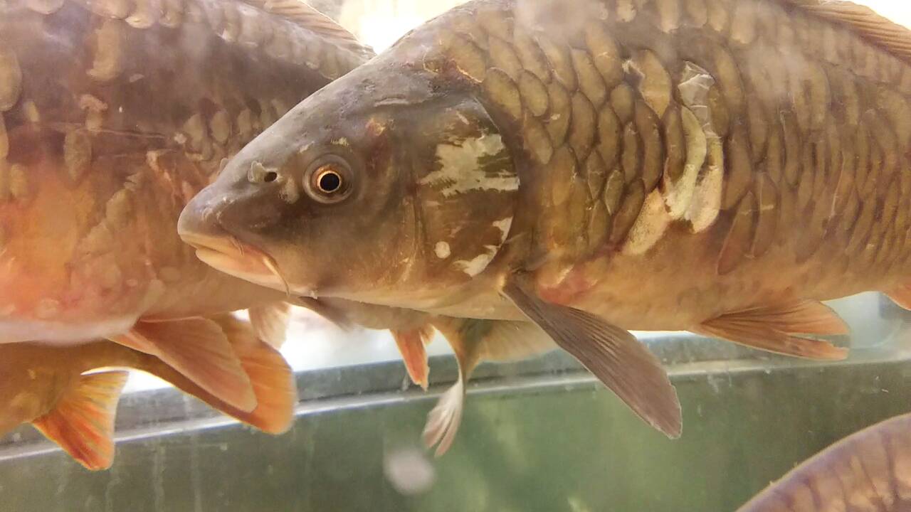 Žuvys kruviname akvariume