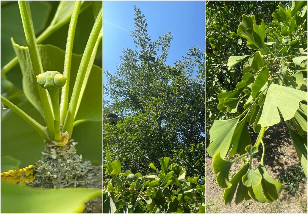 KU botanikos sodo kolektyvą žiedais nudžiugino pirmąkart pražydęs ginkmedis