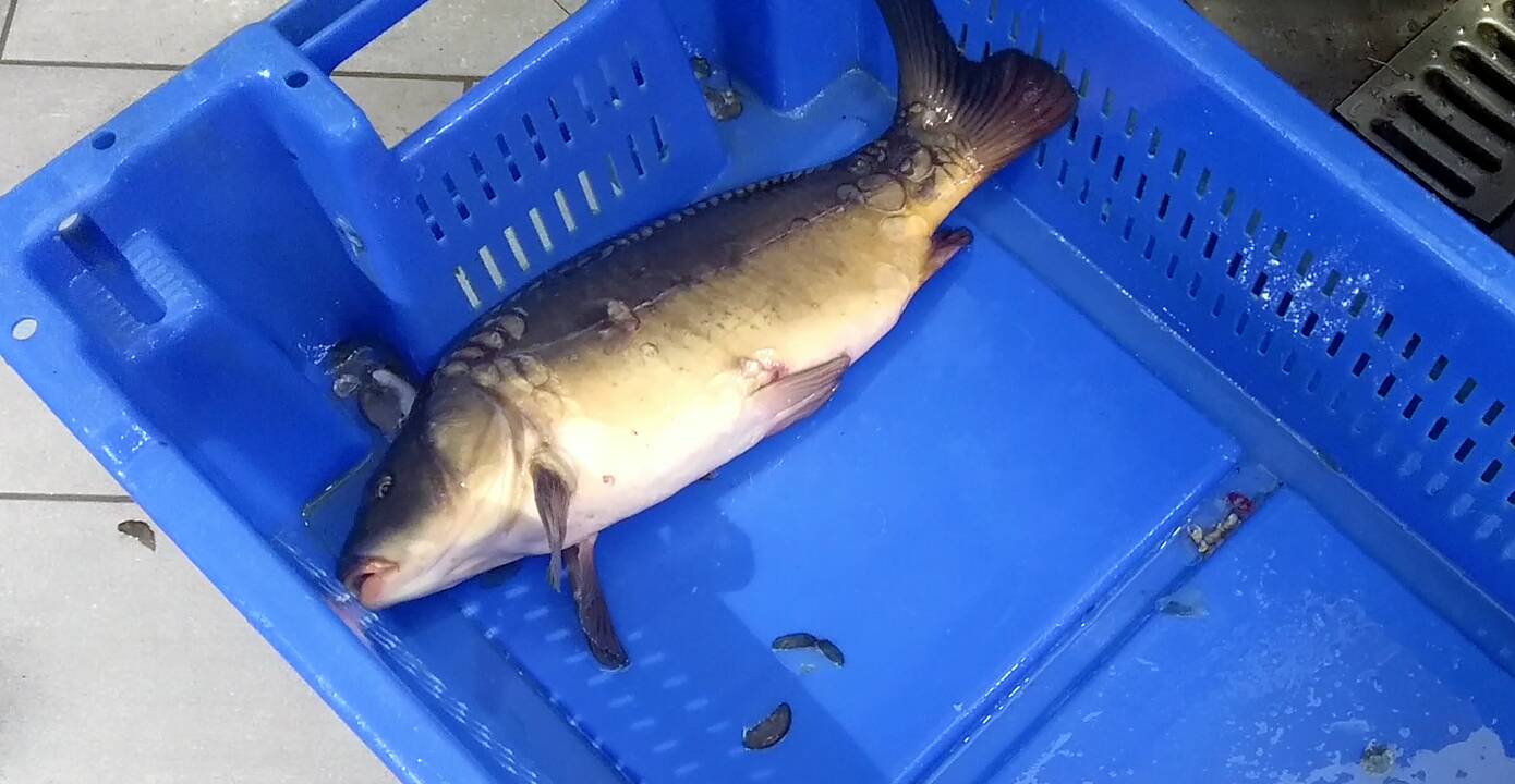 Žuvys kruviname akvariume