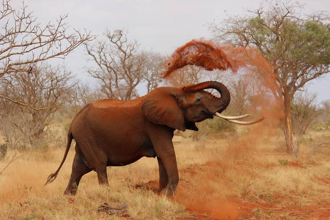 Zimbabvėje dramblys mirtinai sutrypė vokiečių turistę