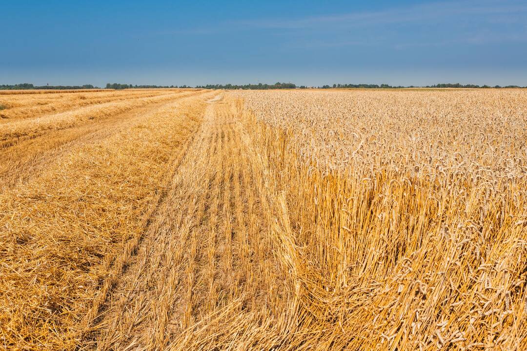 Kviečių kainas rinkoje diktuoja Rusija