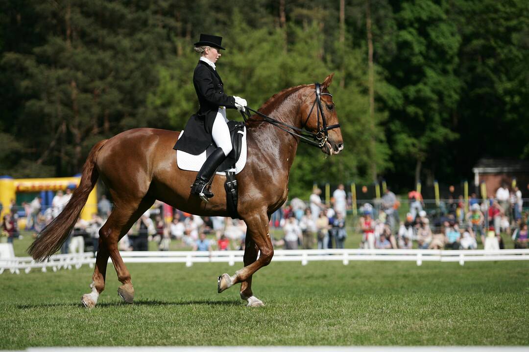 Žirgų lenktynės – atradimas sporto ir pramogų mėgėjams