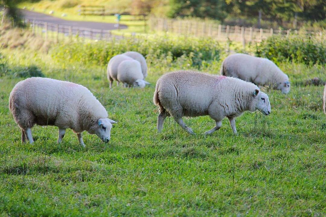 Latvijos valdžia, kitaip nei ūkininkai, nenori įdarbinti trečiųjų šalių piliečių