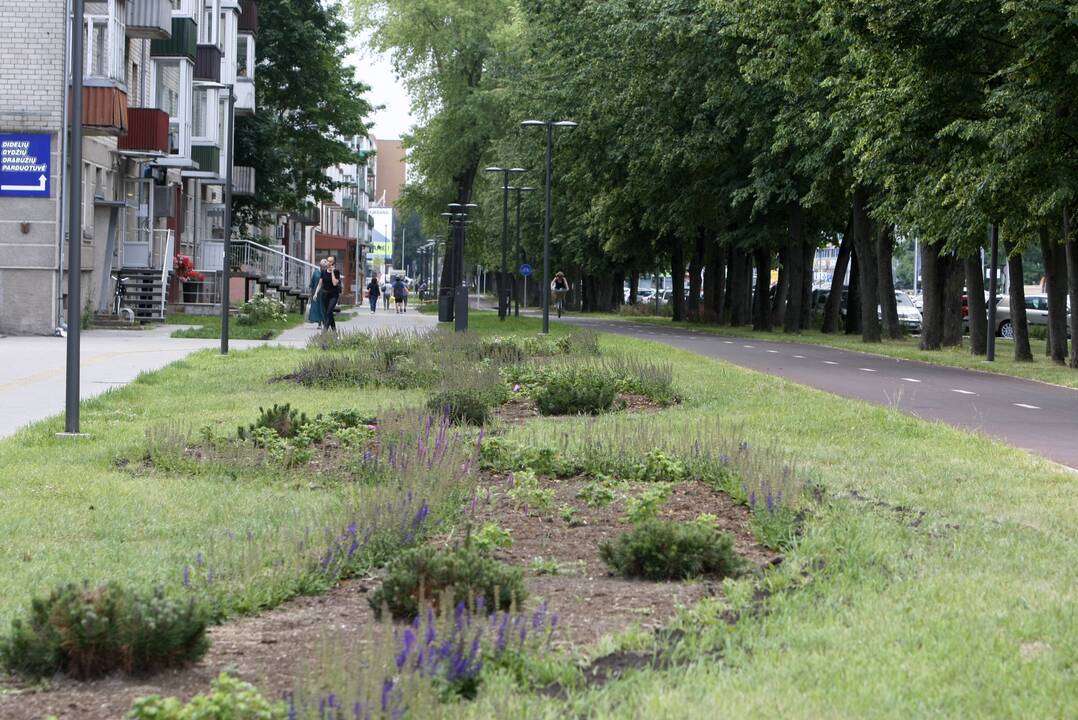 Pėsčiųjų tako atnaujinimas Taikos prospekte: komisija rangovams turėjo pastabų