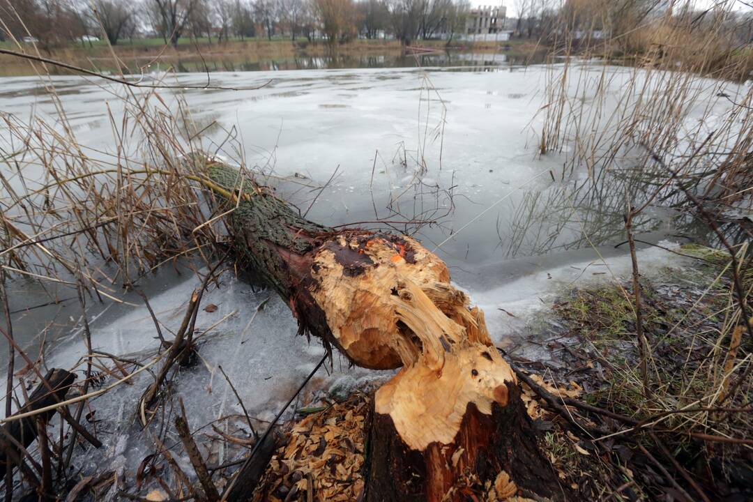 Padariniai: toks vaizdas Malūno tvenkinyje fiksuojamas ne pirmą kartą. Bebrai iš pradžių nugraužė septynis medžius, o dabar – dar dešimt.