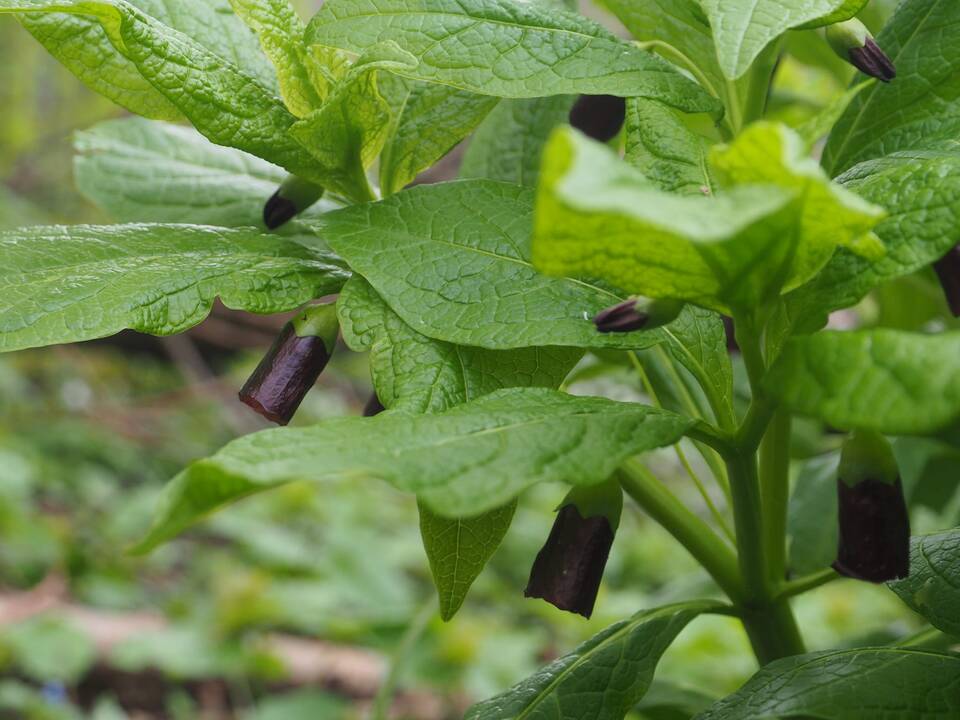 Sulaukėjo: vaistinė skopolija gali būti tiek vaistas, tiek nuodas, nes savyje kaupia nuodingus alkaloidus.